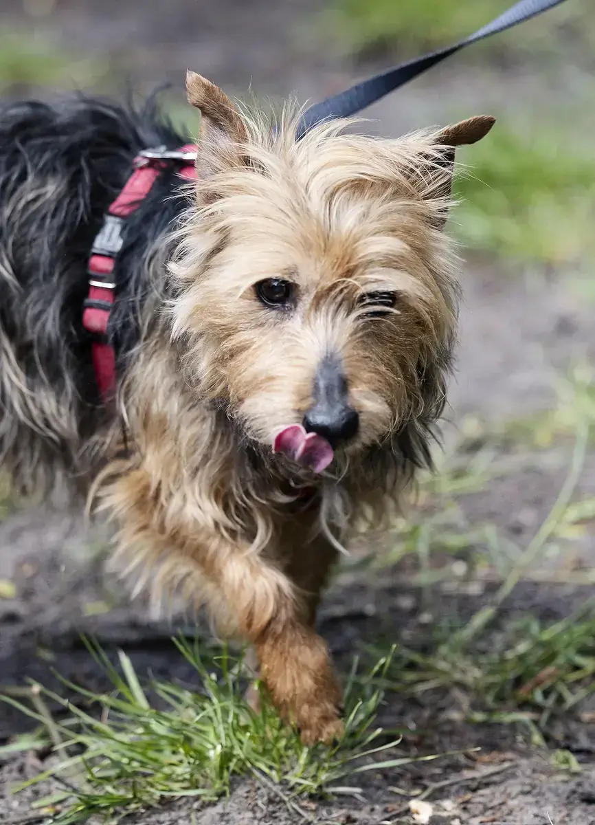 Gofio -  - Bild 1
