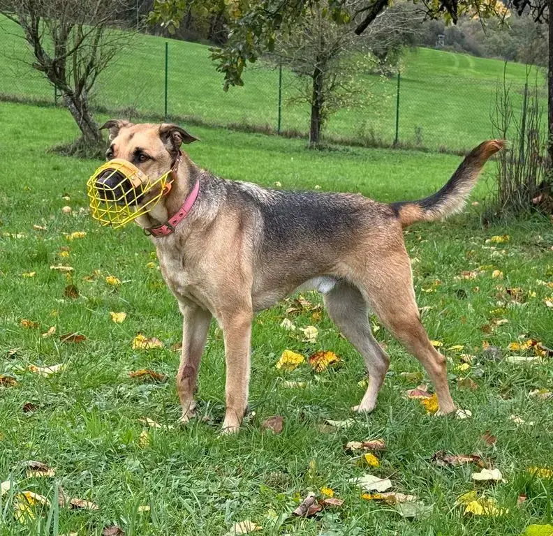 Sam -  - Bild 17