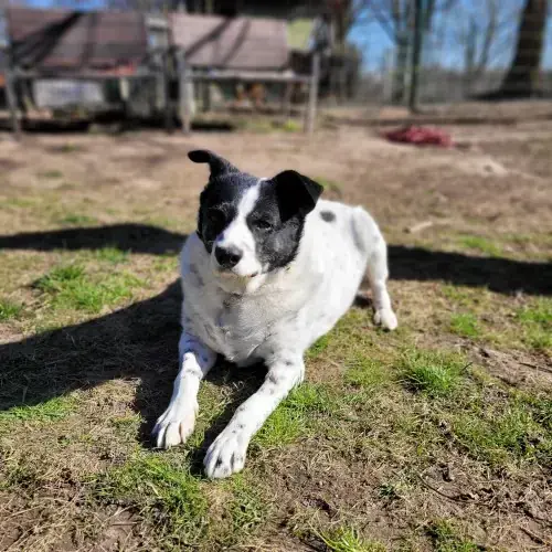 Rudi -  - Bild 5