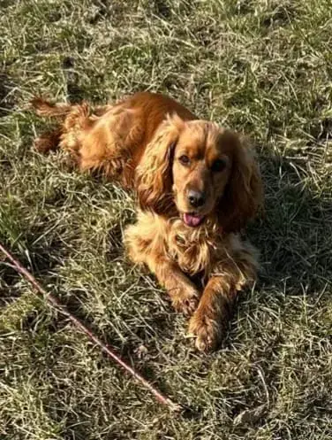 Dingo -  - Bild 1