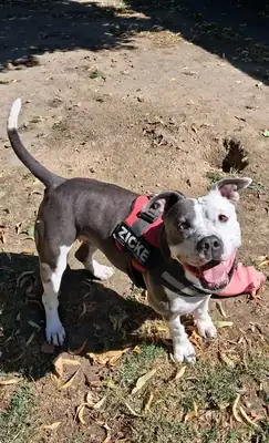 Gulia – Staffordshire Bullterrier – Bild 6