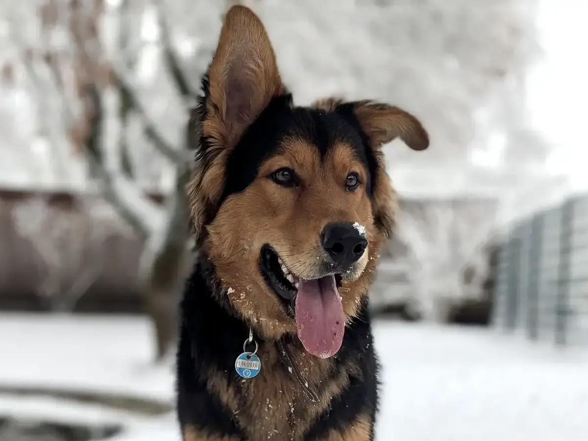Joschi - Deutscher Schäferhund - Bild 1