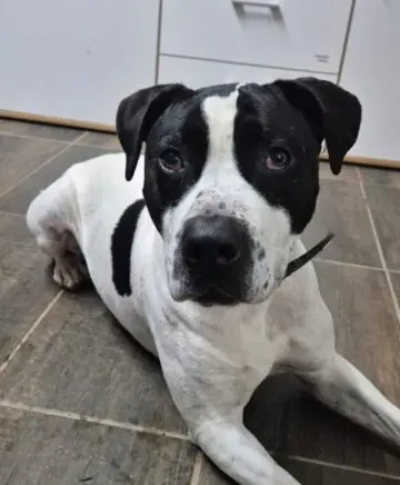 Elvis - American Staffordshire Terrier - Bild 1