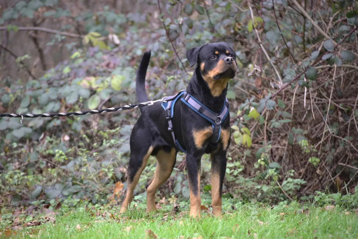 Loki - Rottweiler - Bild 5