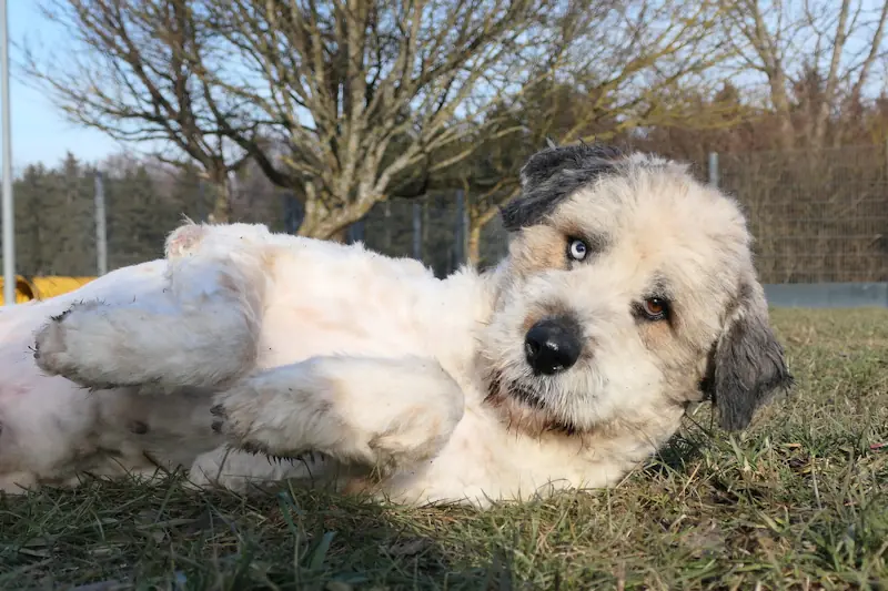 Samson -  - Bild 1