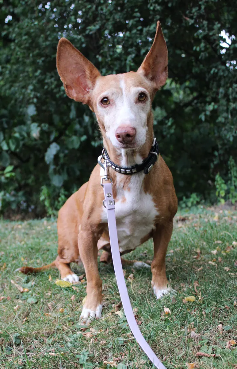 Ela - Podenco Canario - Bild 2