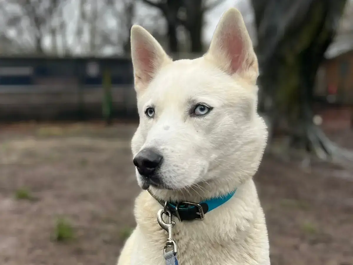 Loki - Siberian Husky - Bild 2