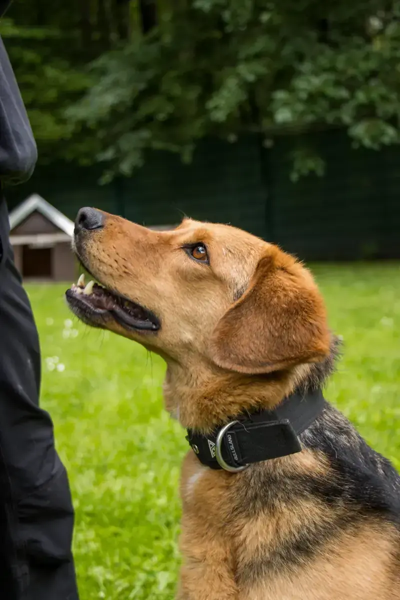 Balu - Deutscher Schäferhund, Beagle - Bild 4