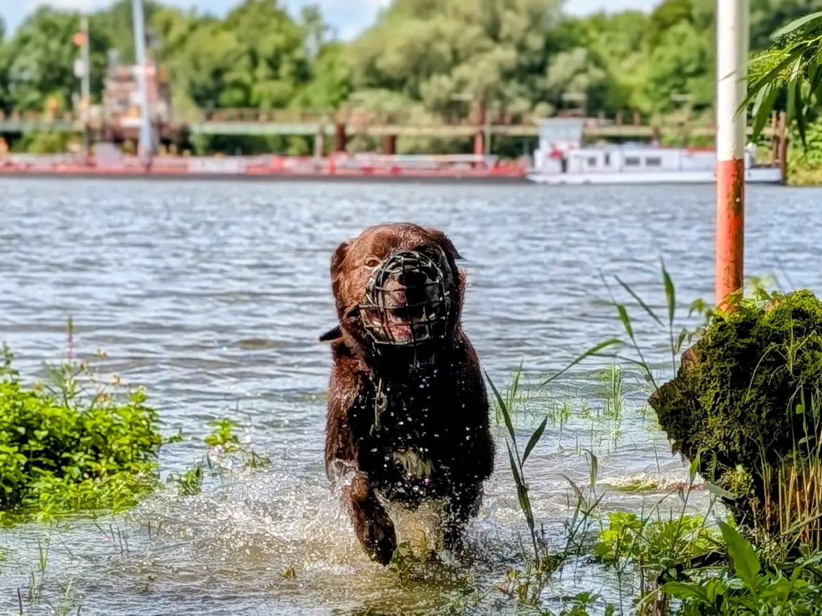 Zeus - Ca de Bestiar - Bild 5