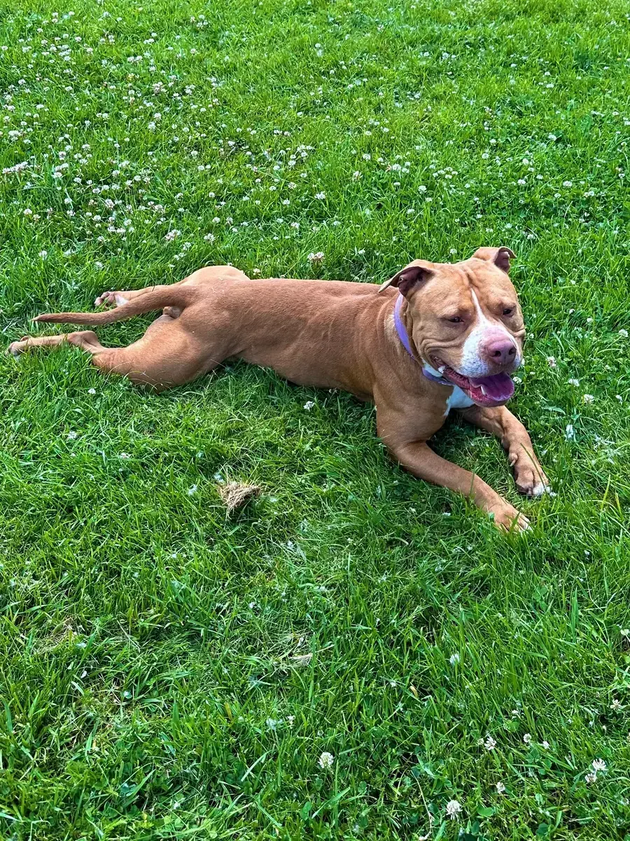 Elliot - American Staffordshire Terrier - Bild 2