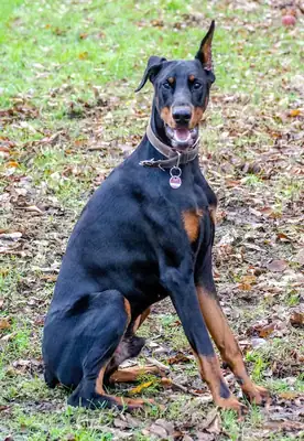 Ikarus – Dobermann – Bild 3