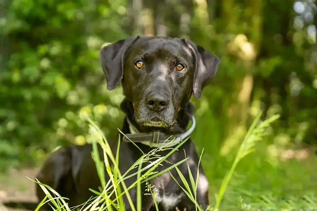 Vito - Labrador Retriever, Dobermann - Bild 5