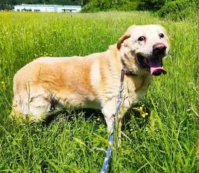 Leo – Hund – Bild 2