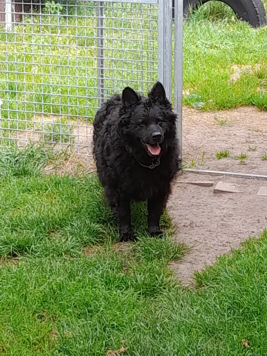 Hund Curly