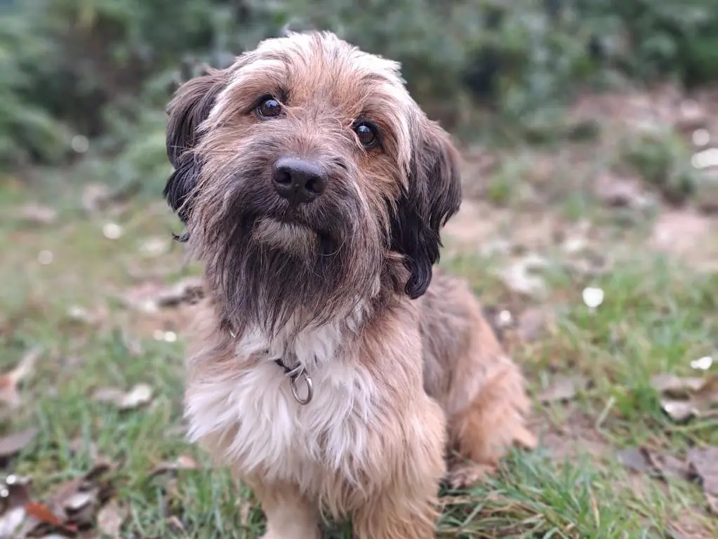 Milo -  - Bild 2