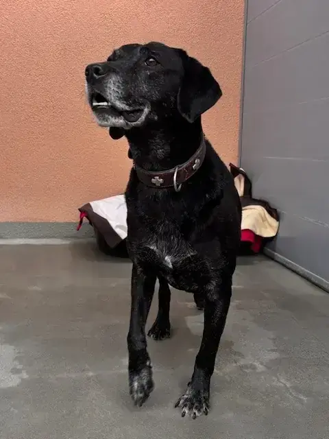 Hund Baghira