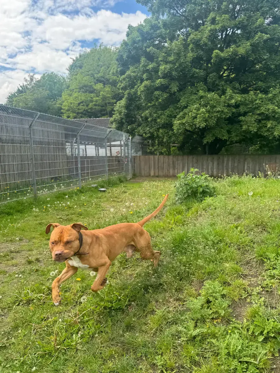 Fred - American Staffordshire Terrier - Bild 5