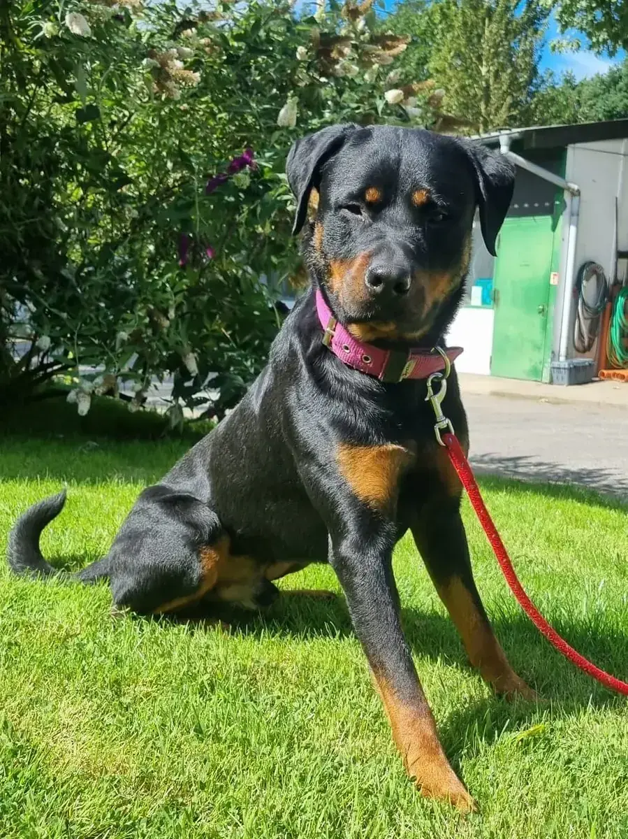 Erwin - Rottweiler - Bild 3