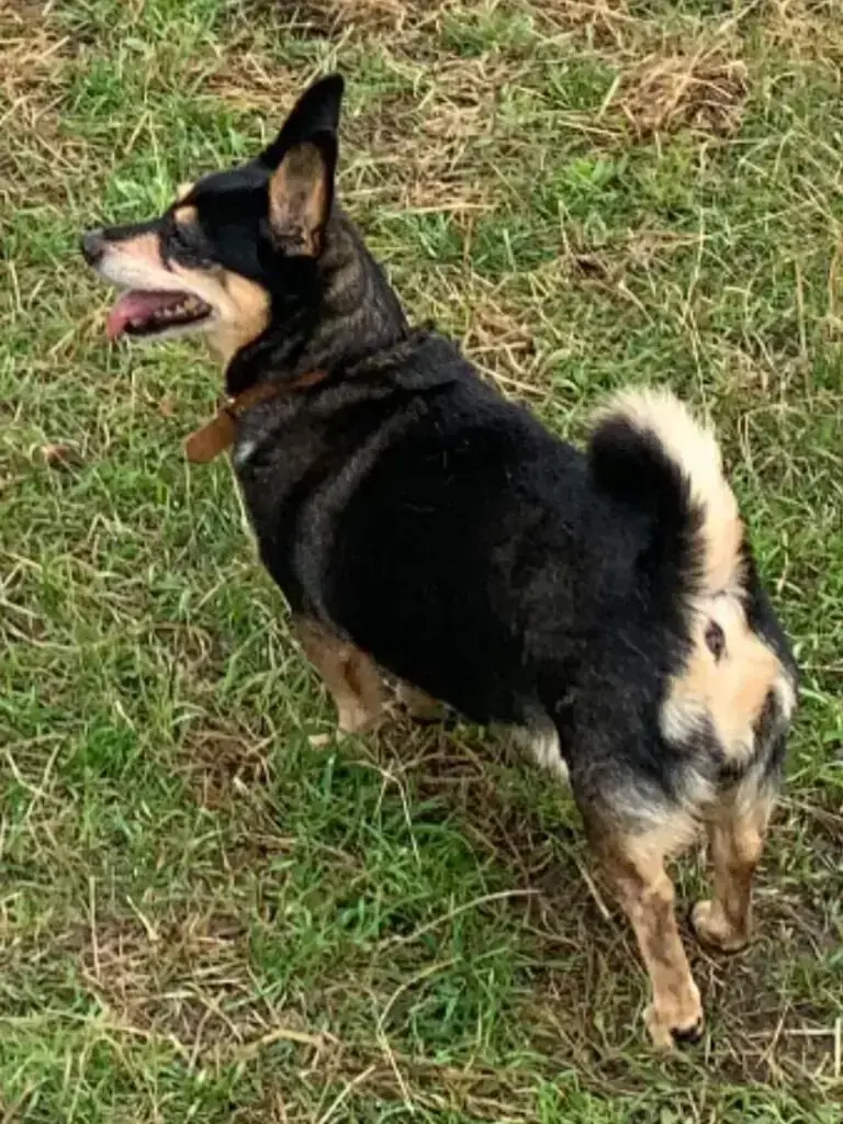 Lissy – Hund – Bild 4