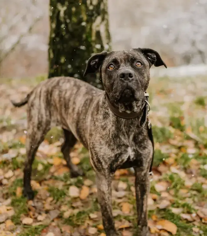 Cora - Dogo Canario - Bild 13