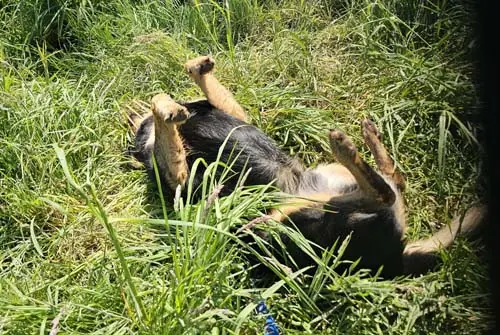 Buddy -  - Bild 4