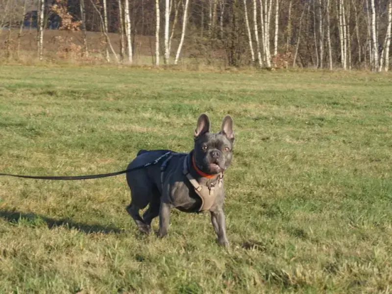 Cooper -  - Bild 4