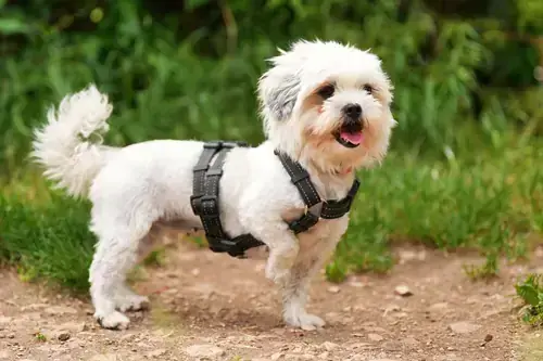 Barbie - Shih Tzu - Bild 3