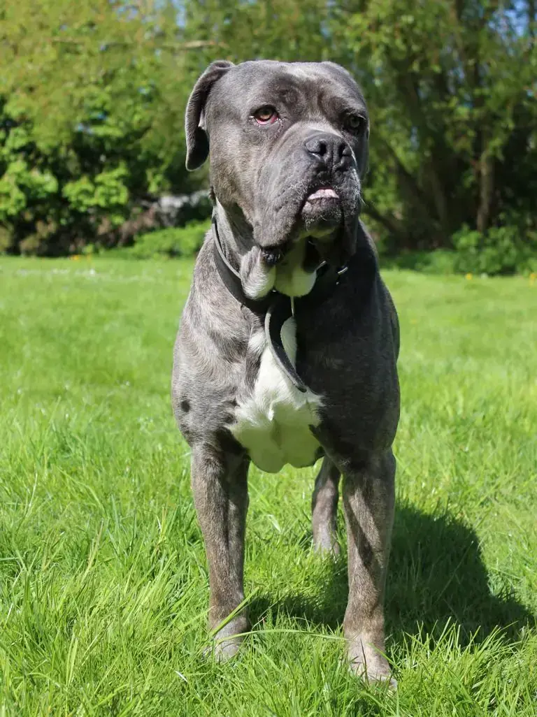 Beelzebub - Cane Corso Italiano - Bild 3
