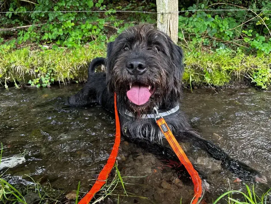 Kalle - Riesenschnauzer - Bild 1
