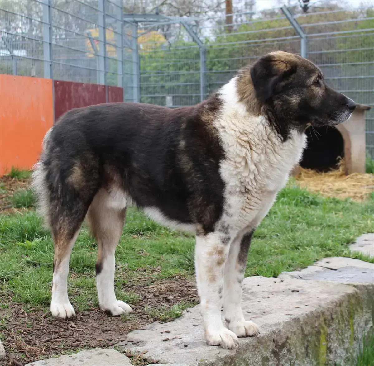 SAMMY -  - Bild 1