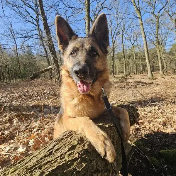 Misha -  - Bild 2