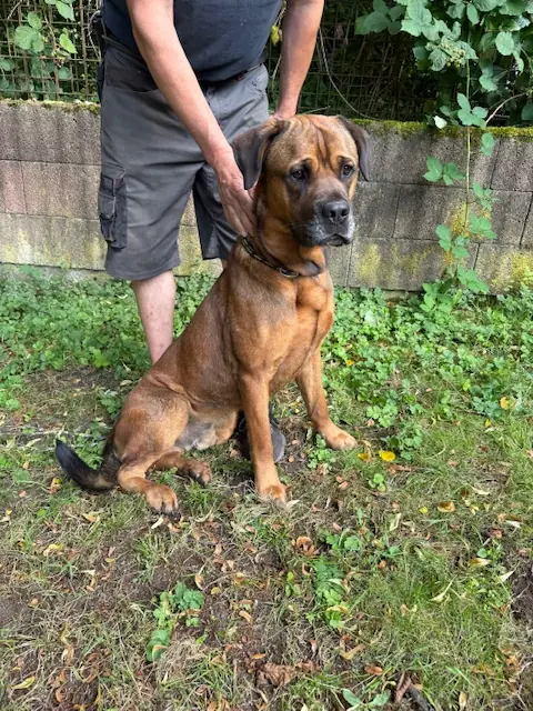 Nemo - Cane Corso Italiano - Bild 1