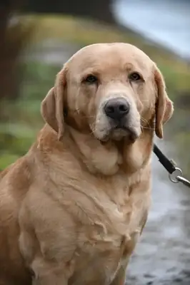 Benito – Labrador Retriever – Bild 6