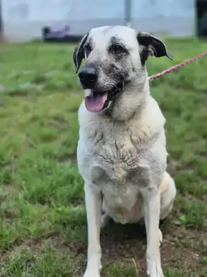 Grey – Kangal-Hirtenhund – Bild 3
