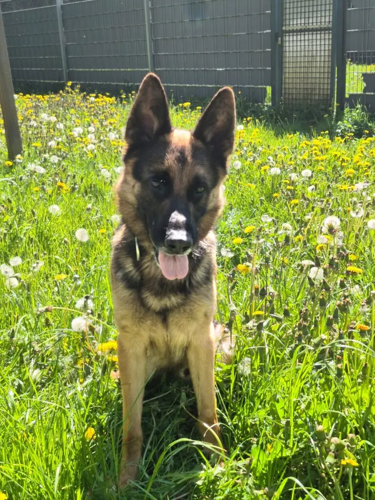 Aiko - Deutscher Schäferhund - Bild 1