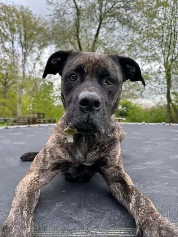 Cora - Dogo Canario - Bild 6