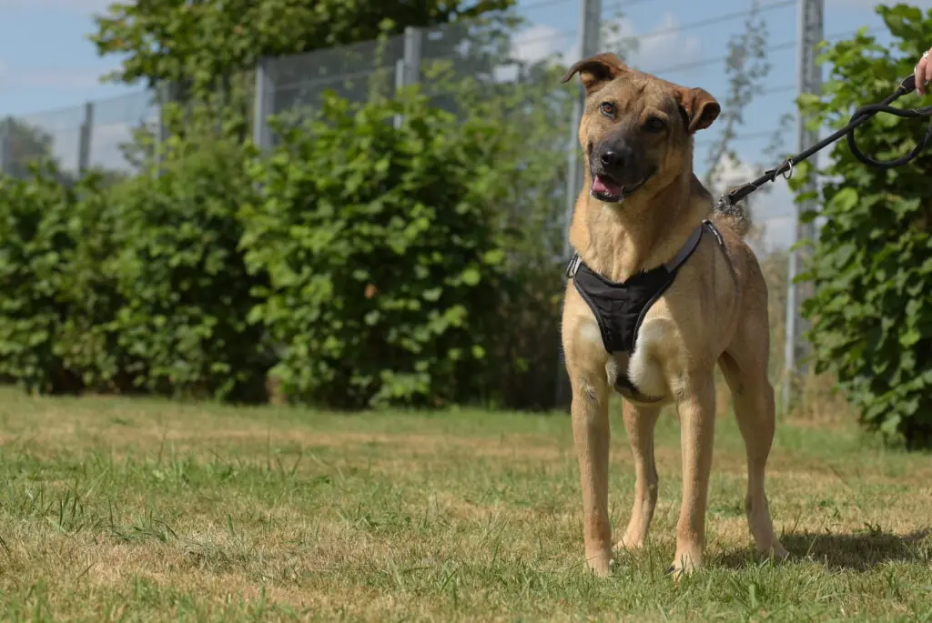 Ares -  - Bild 2