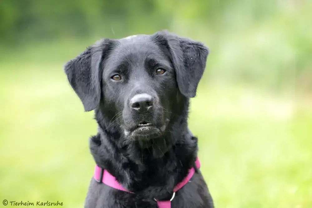 Nala - Labrador Retriever - Bild 1