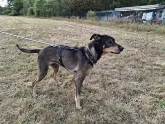 Elmo - Deutscher Schäferhund - Bild 2