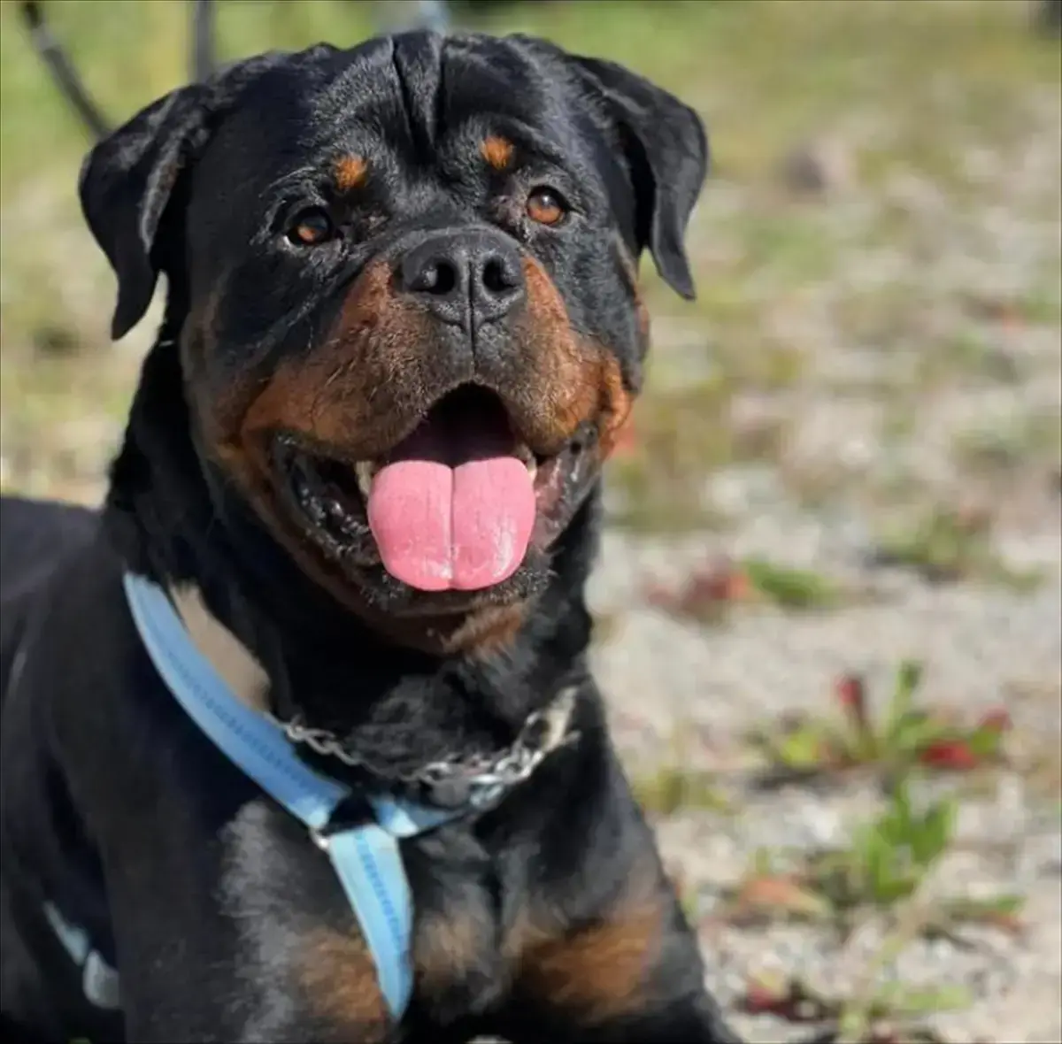 Rottweiler CHICCO
