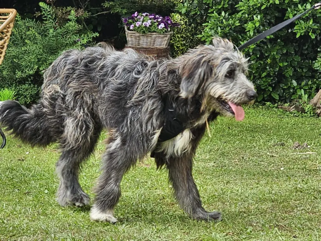 Bailey - Ciobănesc Românesc Mioritic - Bild 2