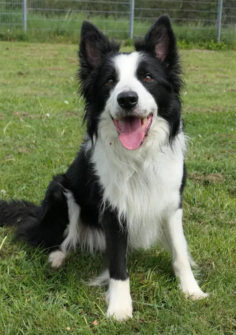 Ernie - Border Collie - Bild 2