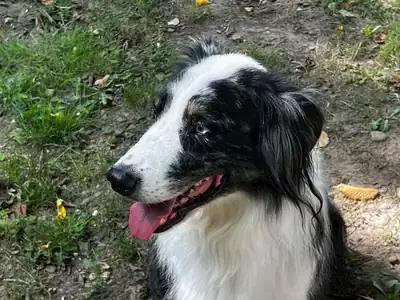 Mogli – Australian Shepherd – Bild 2