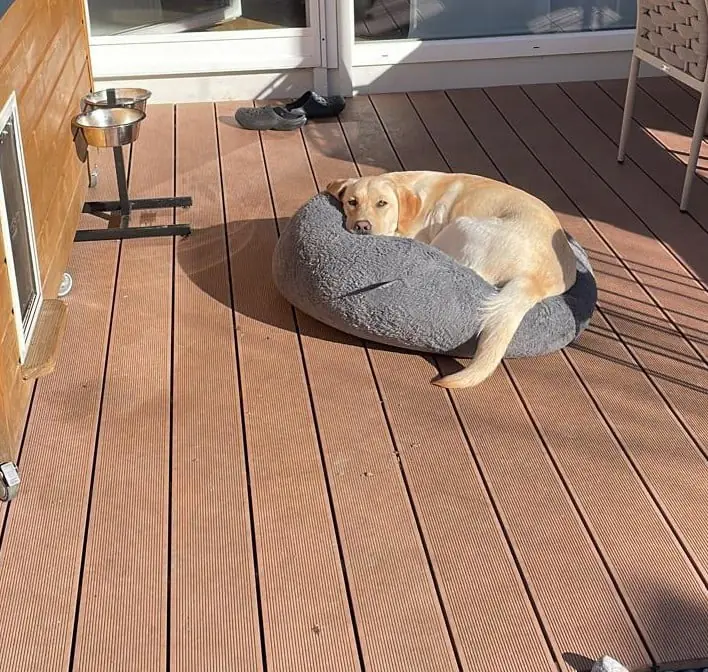 Luna - Labrador Retriever - Bild 1