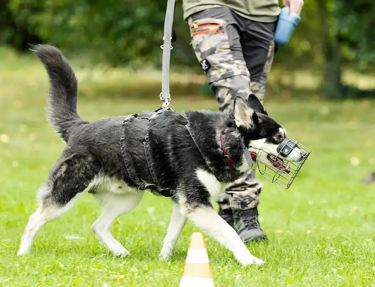 Müsli - Siberian Husky, Deutscher Schäferhund - Bild 6