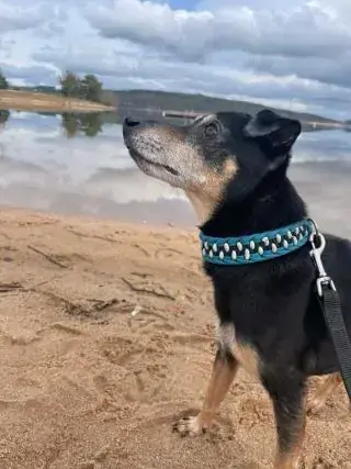 Bambo - Deutscher Pinscher - Bild 4