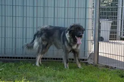 Rocky – Šarplaninac – Bild 32