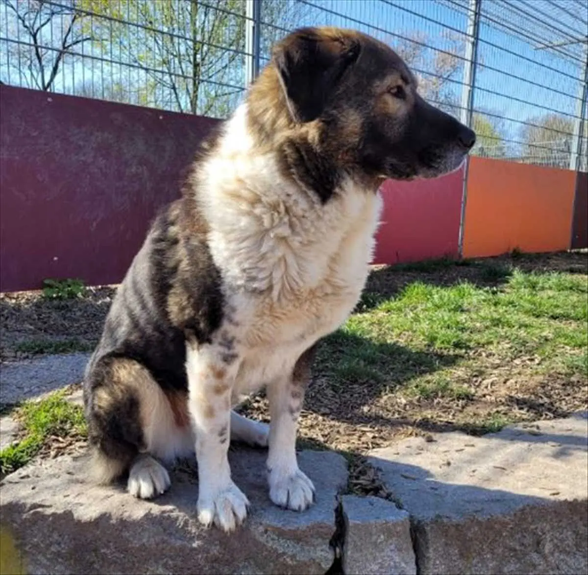 SAMMY -  - Bild 3