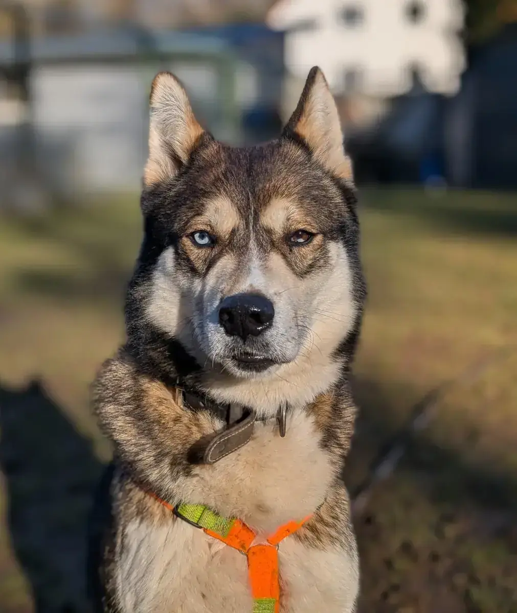 Akela - Siberian Husky - Bild 1