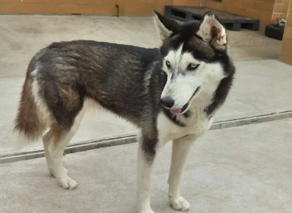 Siberian Husky Mago